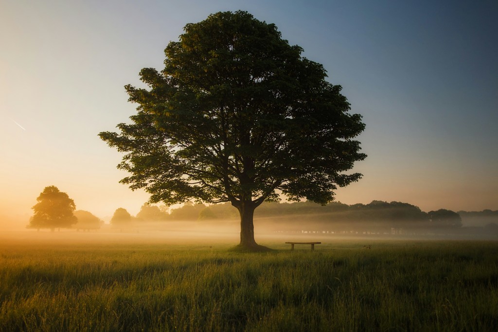 arbor day tree