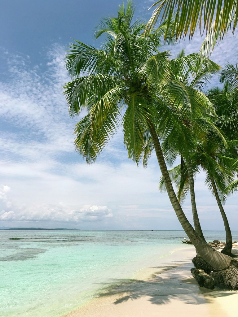 palm tree beach