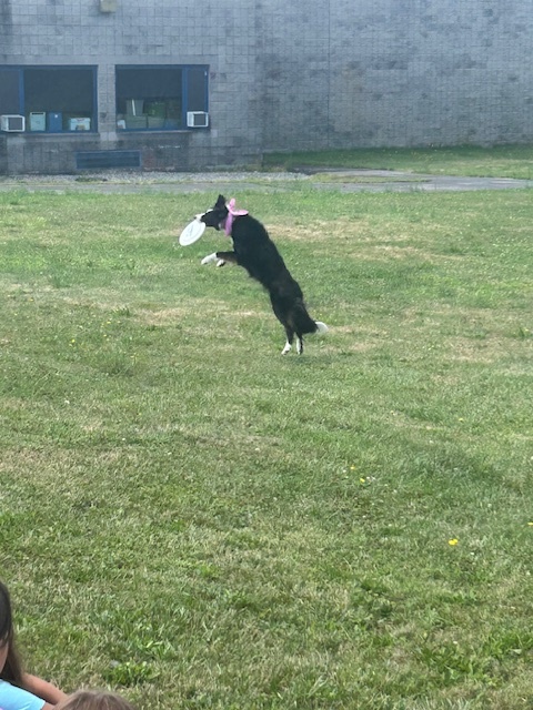 High Flying Dog Show