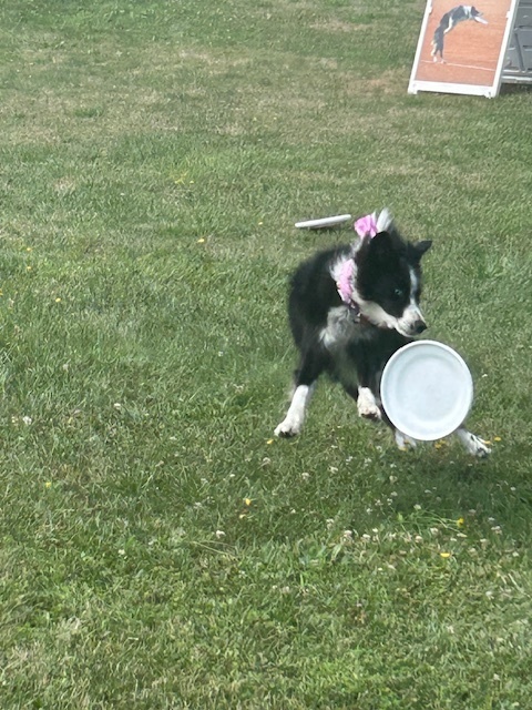High Flying Dog Show