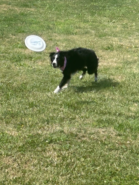 High Flying Dog Show