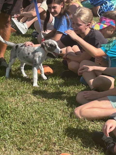 High Flying Dog Show