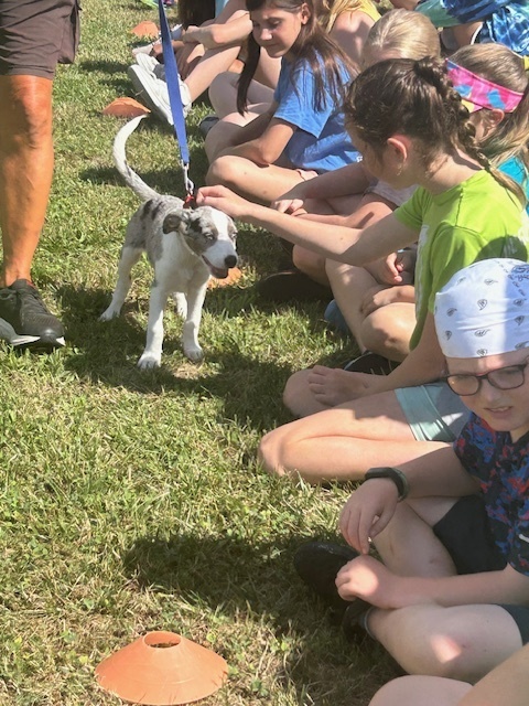 High Flying Dog Show