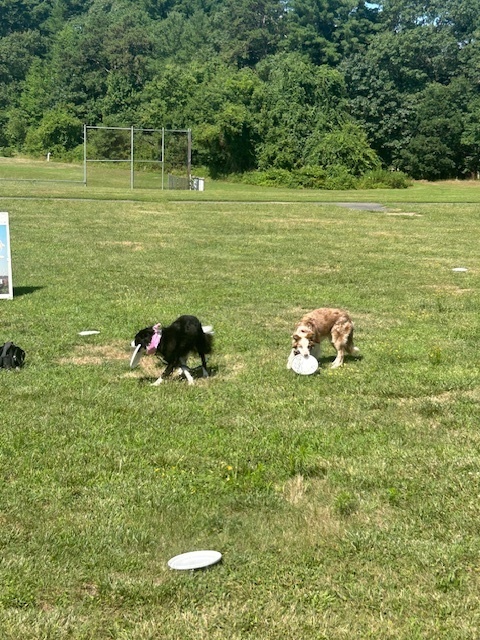 High Flying Dog Show