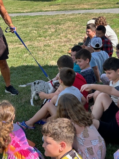 High Flying Dog Show