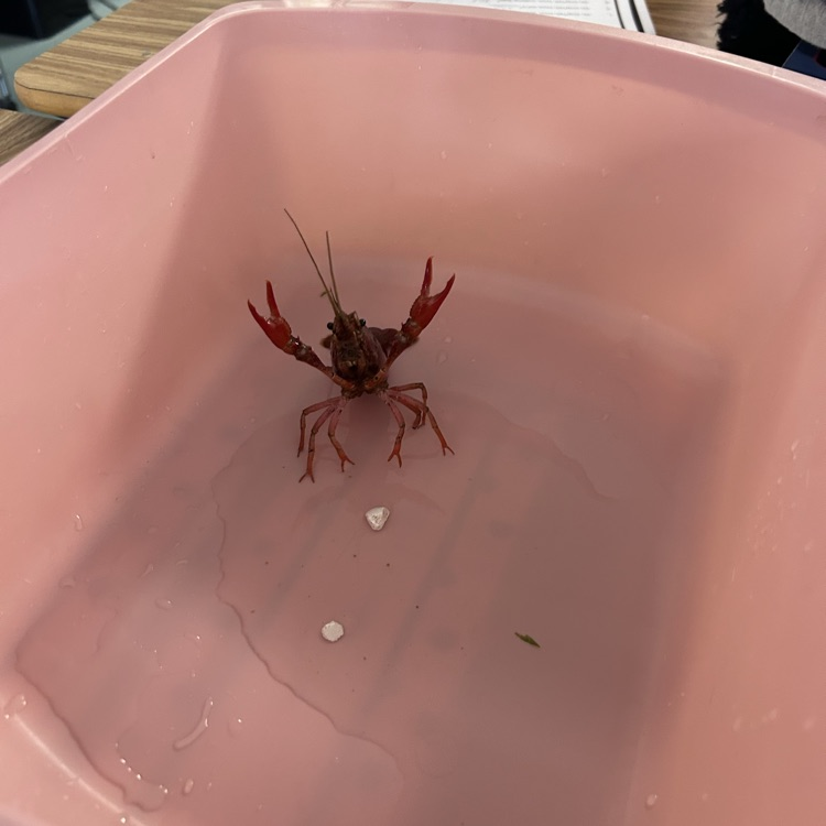cray fish