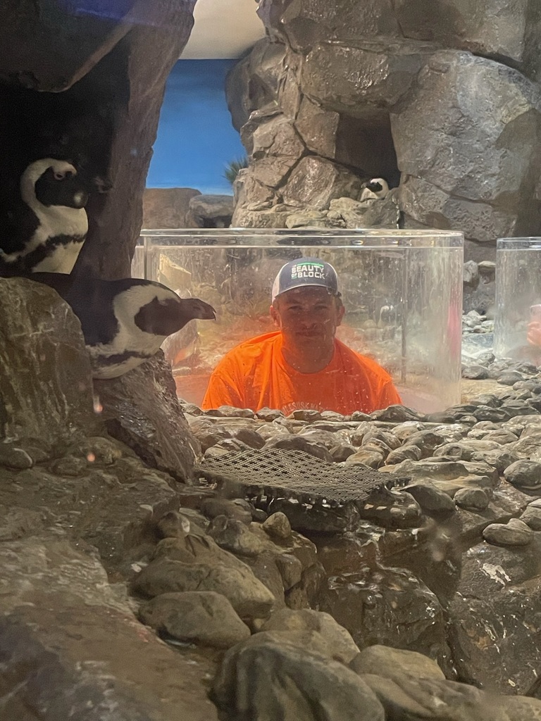 A person wearing an orange shirt and a cap labeled 'BEAUTY BLOCK' is inside a transparent cylindrical enclosure at a zoo or aquarium exhibit. Two penguins stand on rocks to the left of the person. The background features rocky terrain and another similar enclosure with a partially visible person inside.
