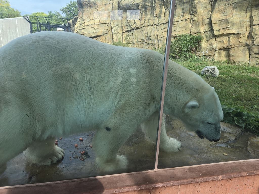 polar bear