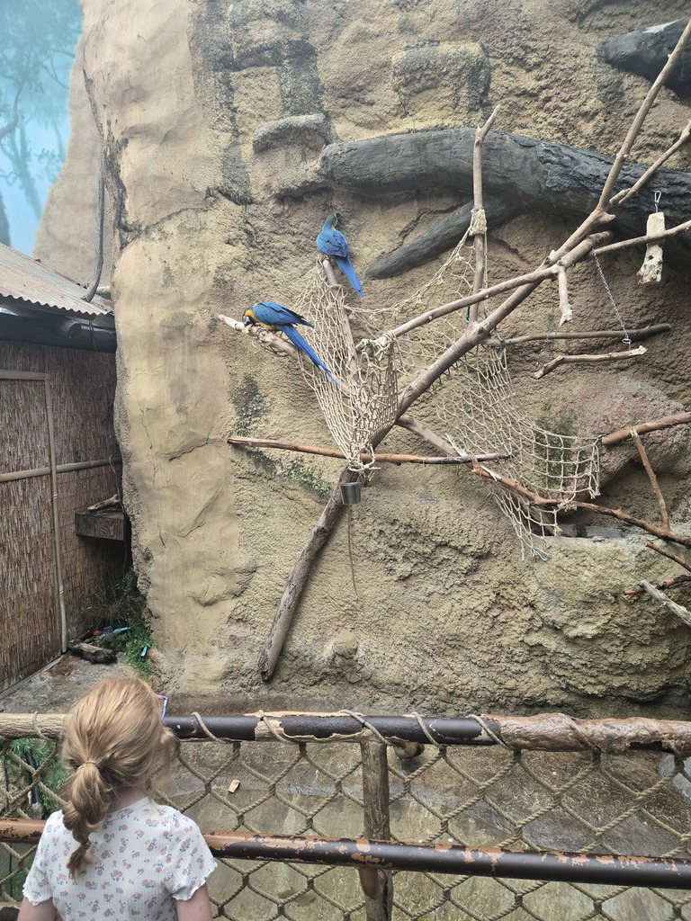 birs