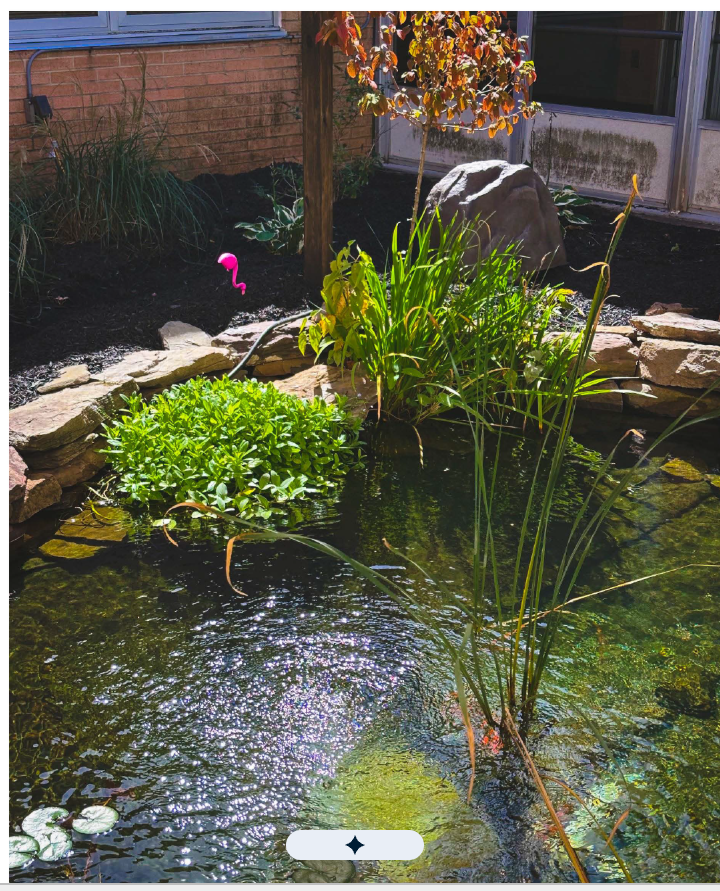 picture of koi pond