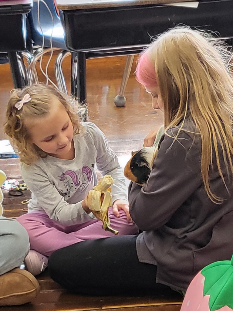 Guinea Pig Fun