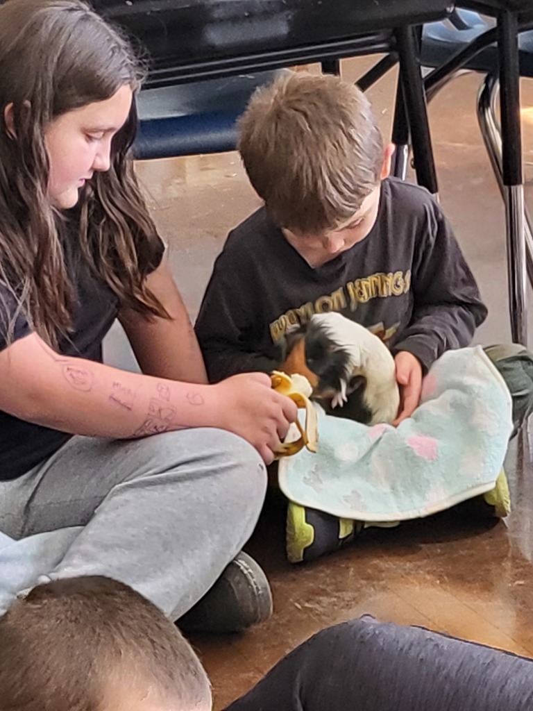 Guinea Pig Fun