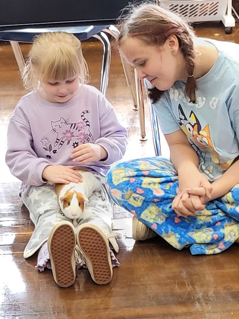 Guinea Pig Fun