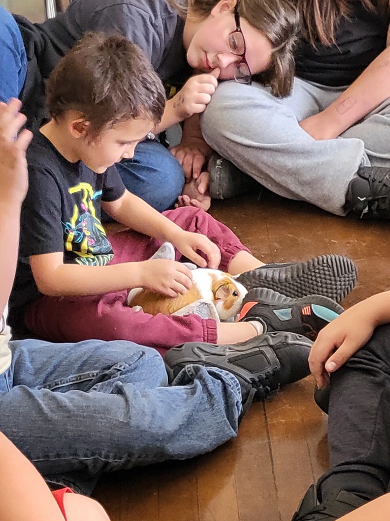 Guinea Pig Fun