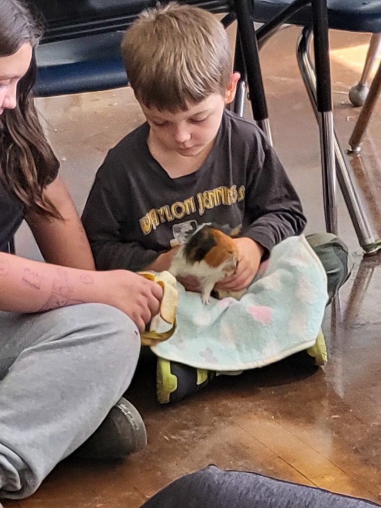 Guinea Pig Fun