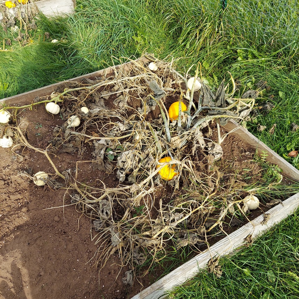 Pumpkin patch with new pumpkins growing