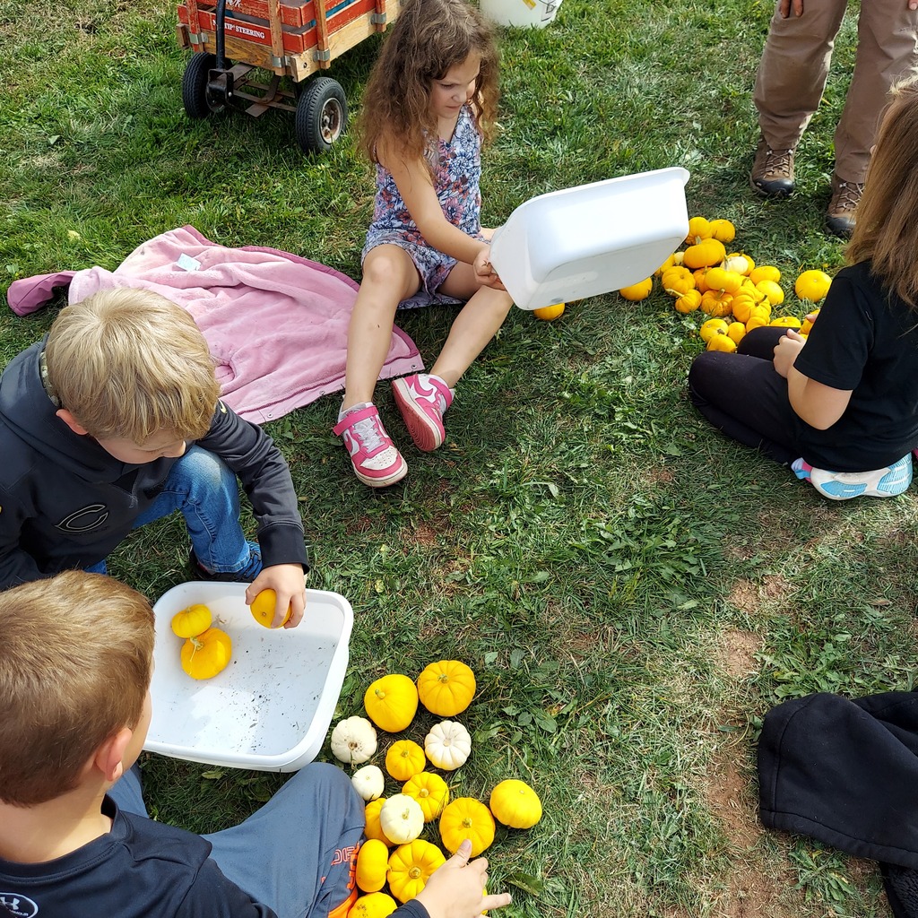 pumpkin picking