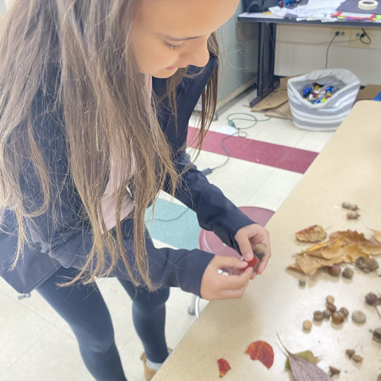 7th grade Art students collecting acorns and other nature items to create Acorn People for their next project.