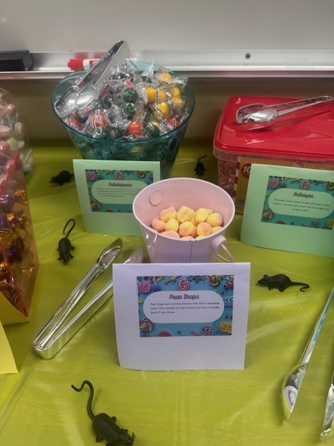 Mrs. Starline’s language arts students ended their Roald Dahl unit on a sweet note—sampling candies straight from the pages of Dah's memoir Boy! 🍬📚