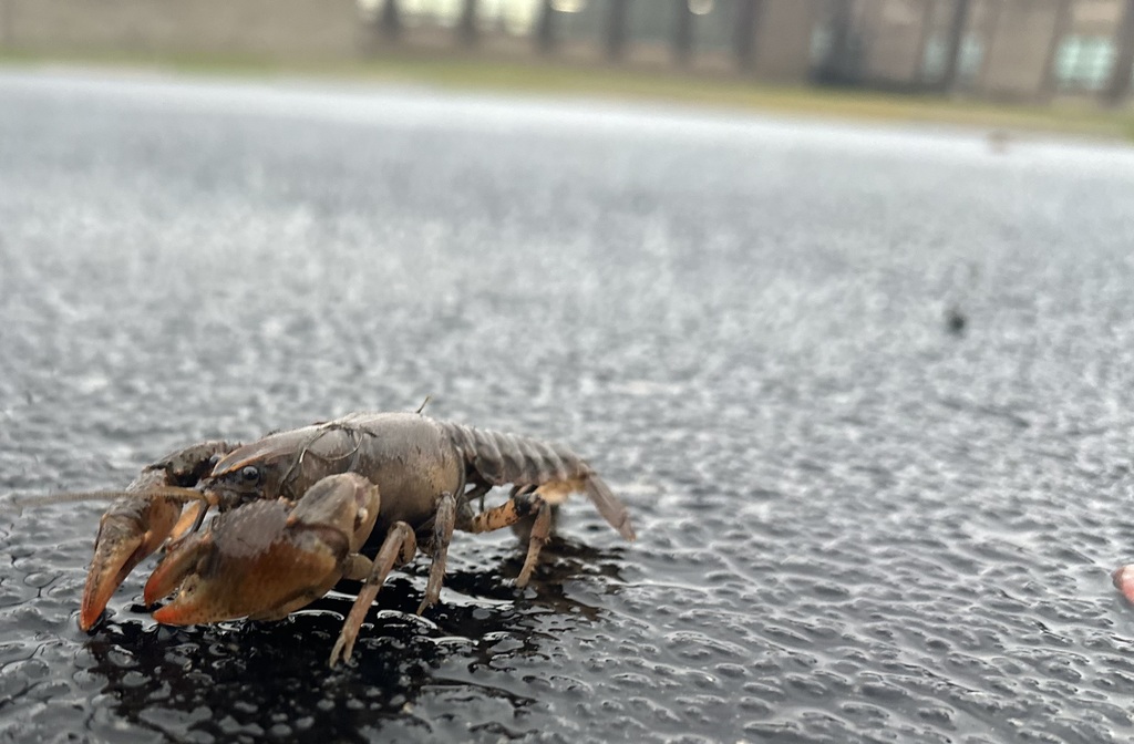 crayfish