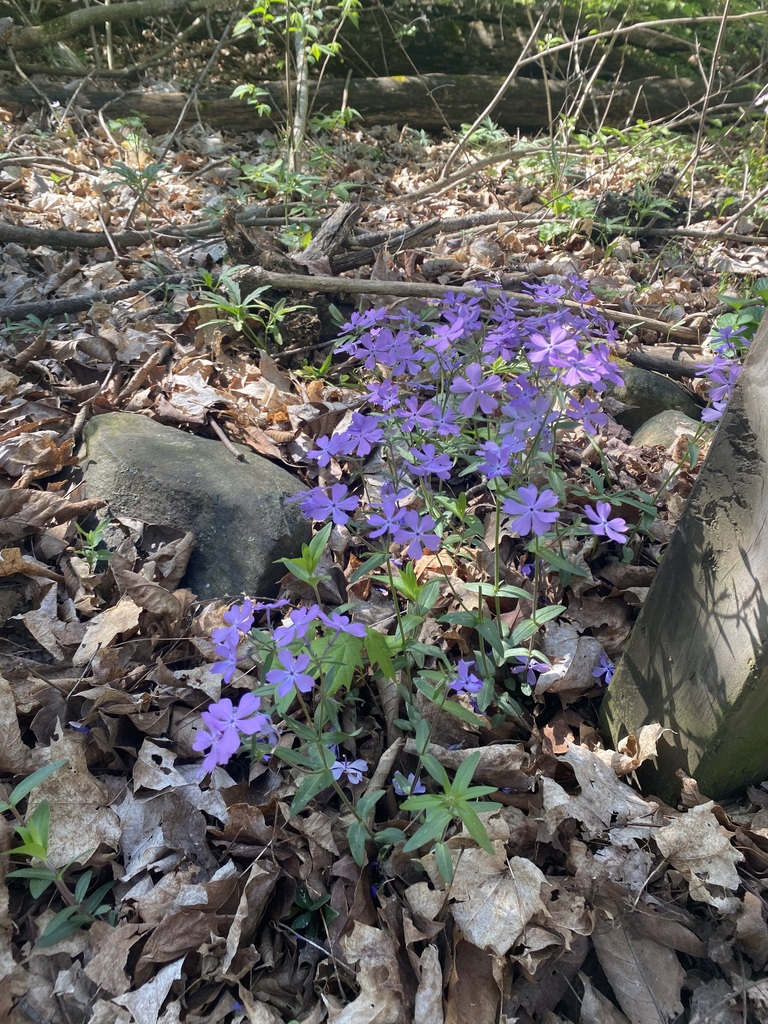 1st Grade Spring Walk