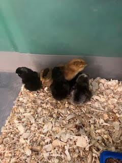 1st Grade Chick Hatching