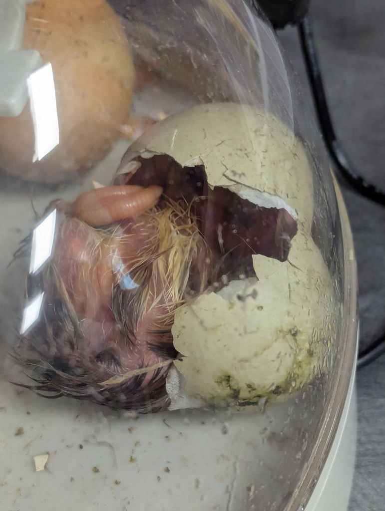 1st Grade Chick Hatching