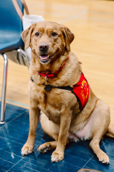 Dog wearing service vest sitting on floor