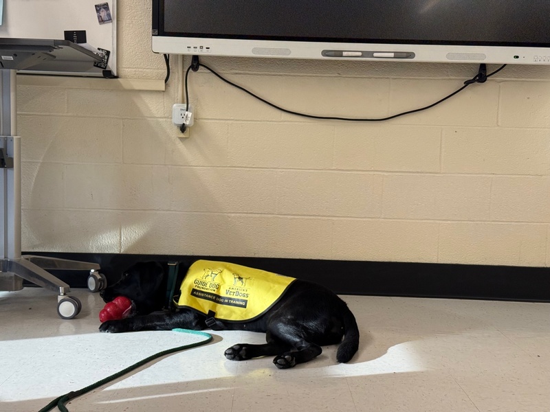 Students at Bethpage High School participate in Animal Welfare Project.