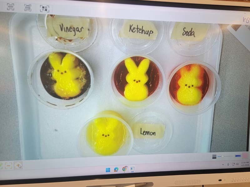 Students in Ms. Cataldi and Mrs. Lemaire's second grade class at Central Boulevard School 