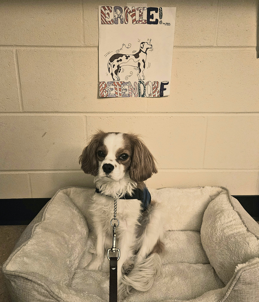 Ernie chilling on his bed