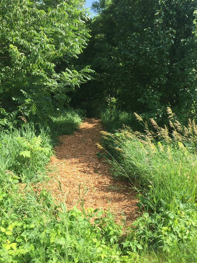A mulched pathway into the woods.