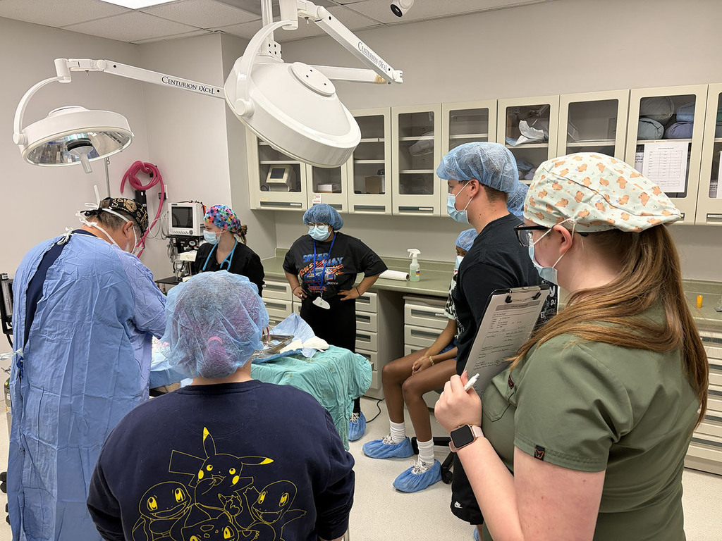 Students watching a vet perform surgery