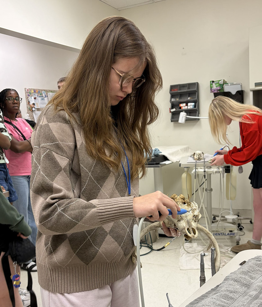 Student practicing cleaning an amimal's teeth