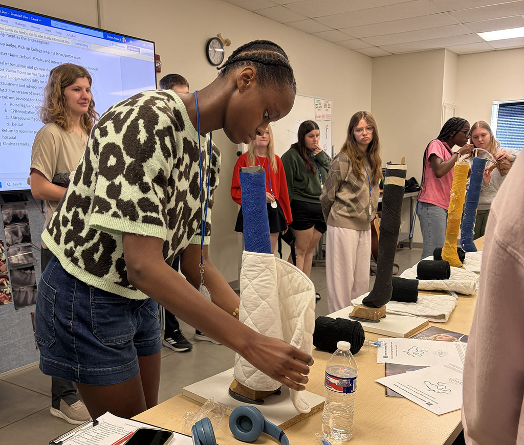 Student practicing wrapping an animal's leg