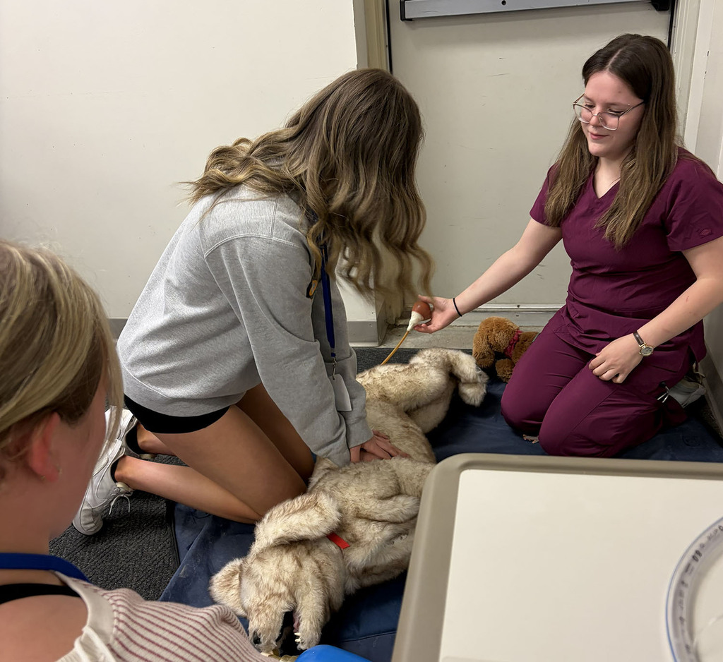 Student and vet tech working on a dog