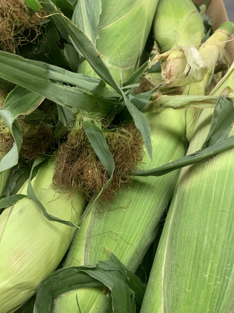 Iowa grown sweet corn