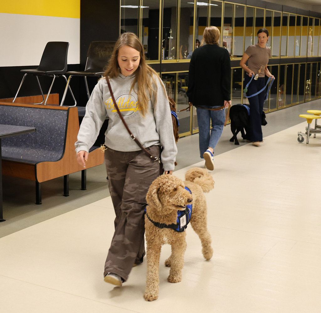 Handlers walking their dogs