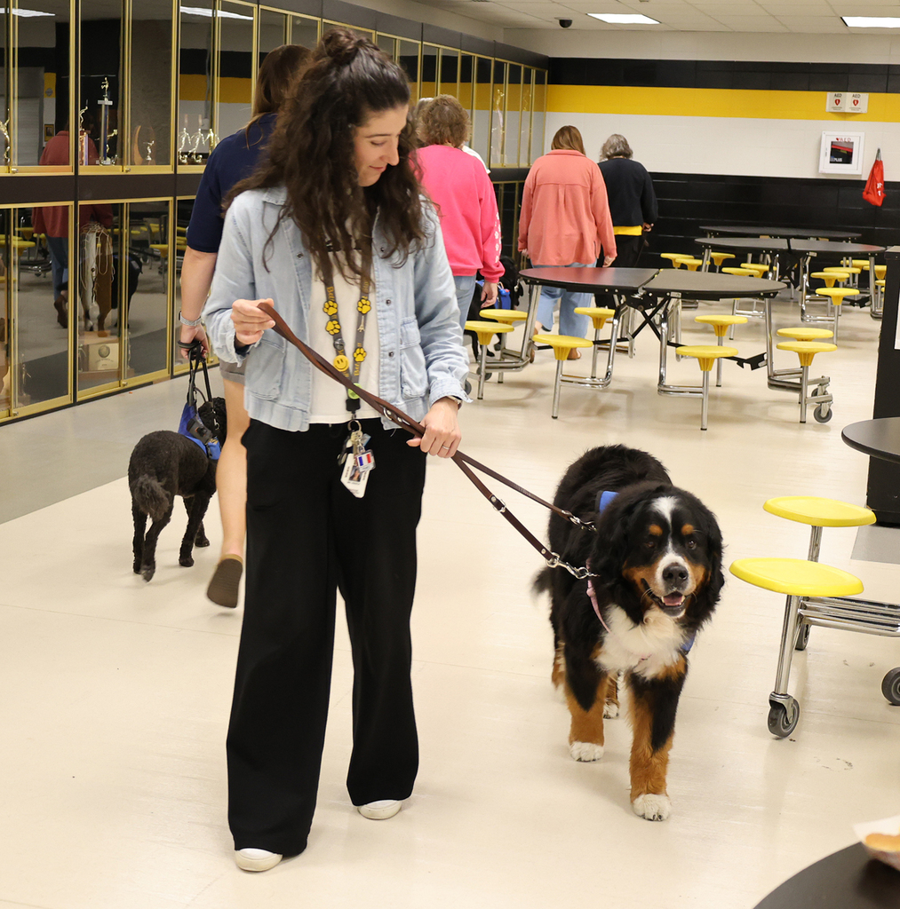 Handlers walking their dogs
