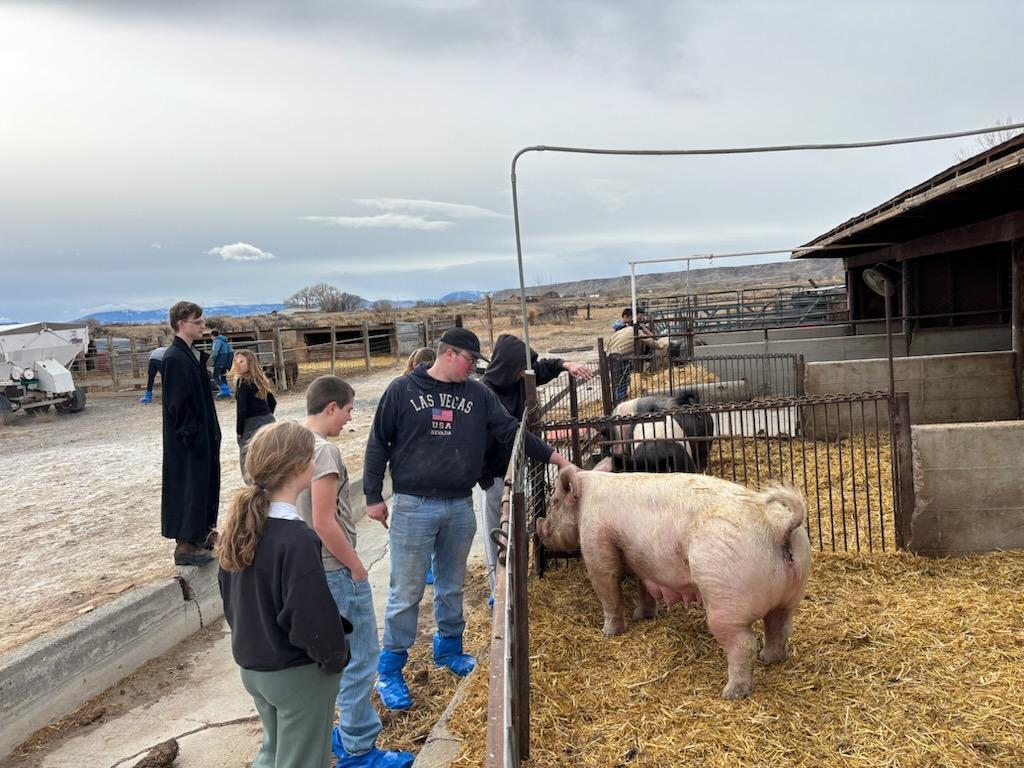 8th grade AG students looking at the mama sows and learning about anatomical structured of swine.