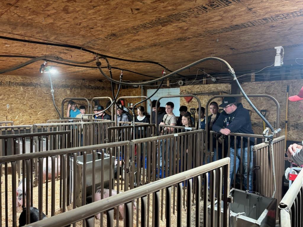 8th grade AG students looking at baby piglets in their pens.