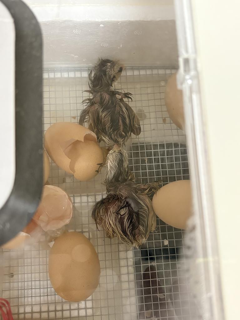 chick