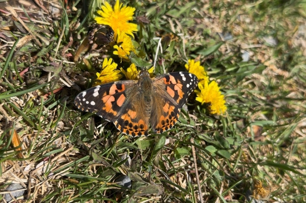 butterfly