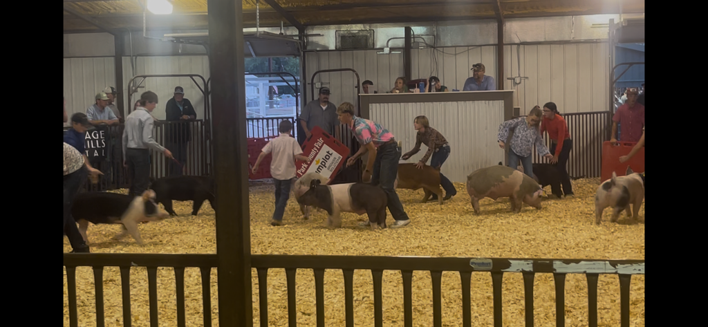 colten showing his pigs 