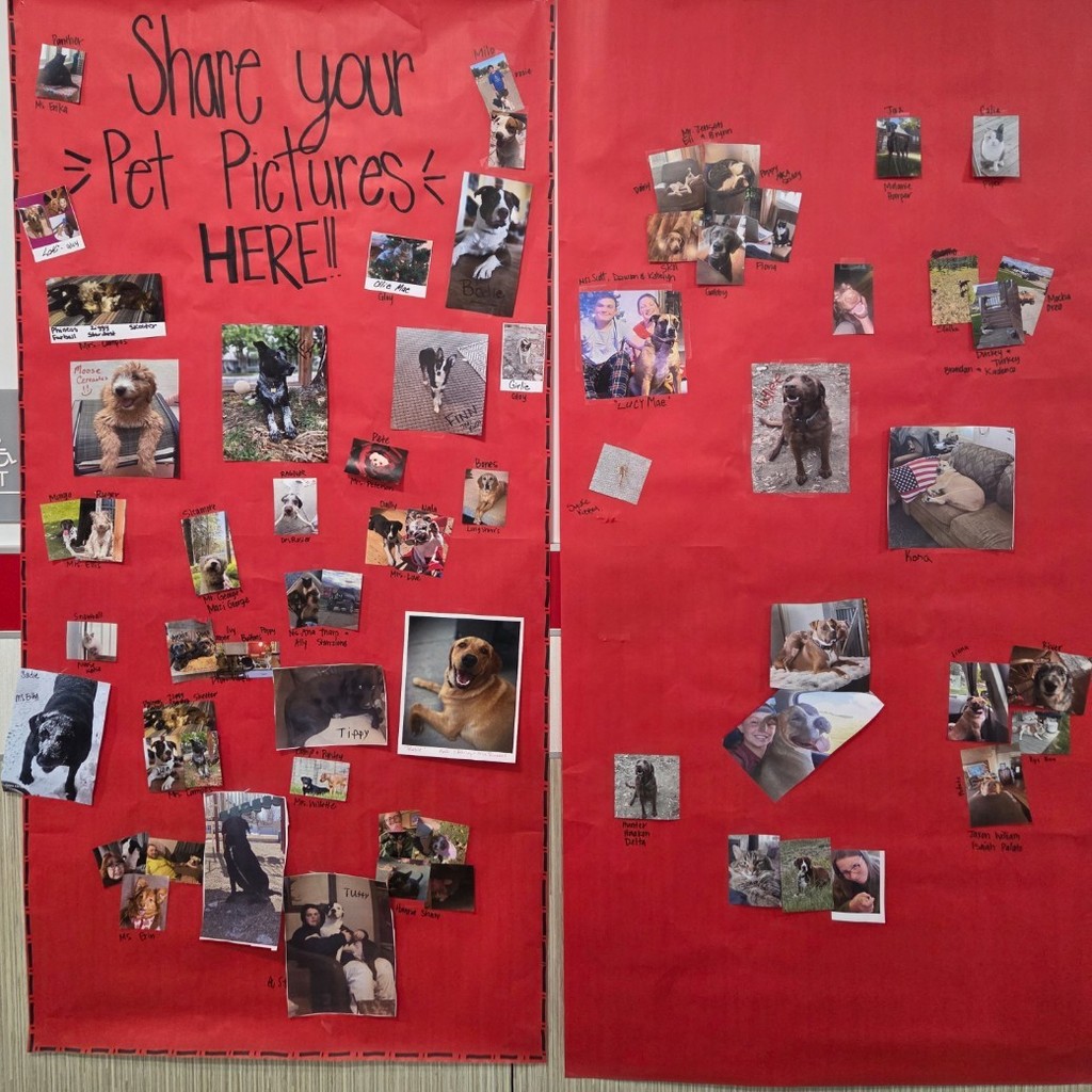 pet photos