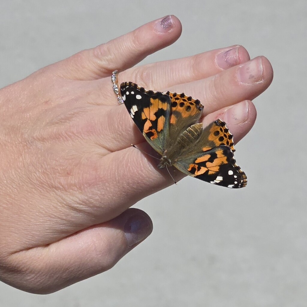 butterflies 