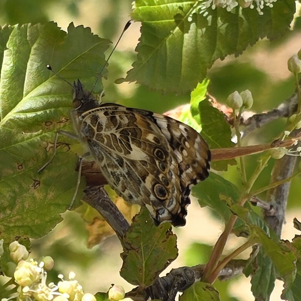 butterflies 