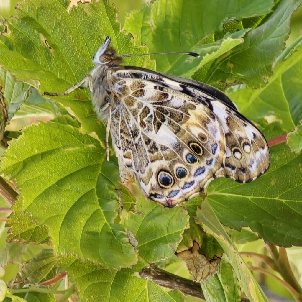 butterflies 