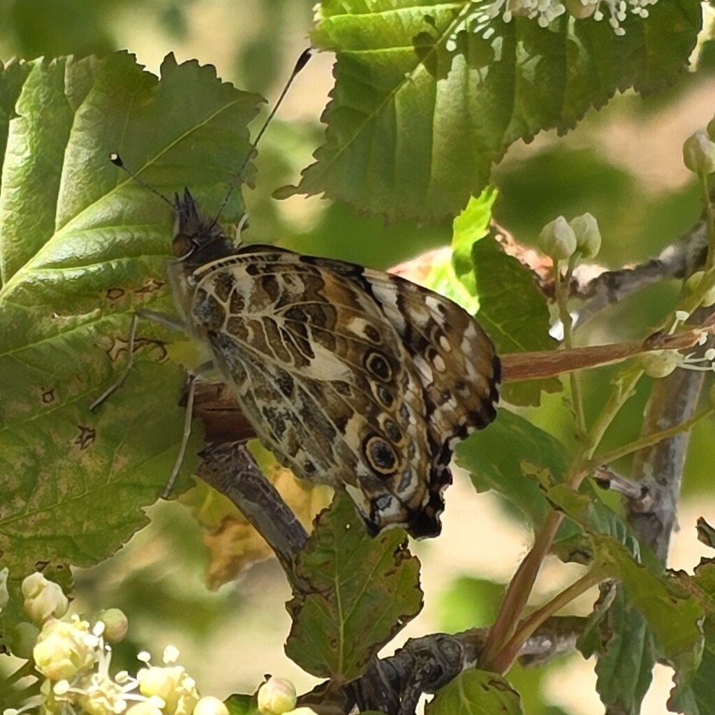 butterflies 