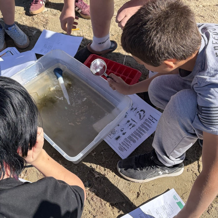 finding the bugs
